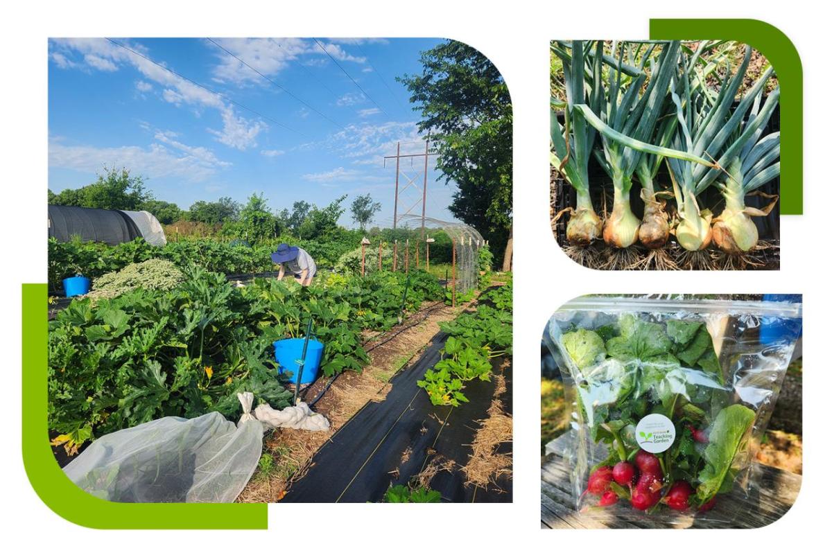 A collage  of vegetables  